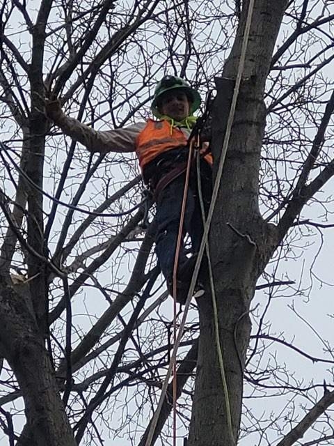 tree services tree climber groundsmen bucket truck operators