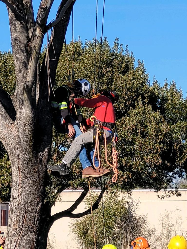 tree climbing aerial safety training