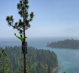 lake Tahoe Nevade tree removal services