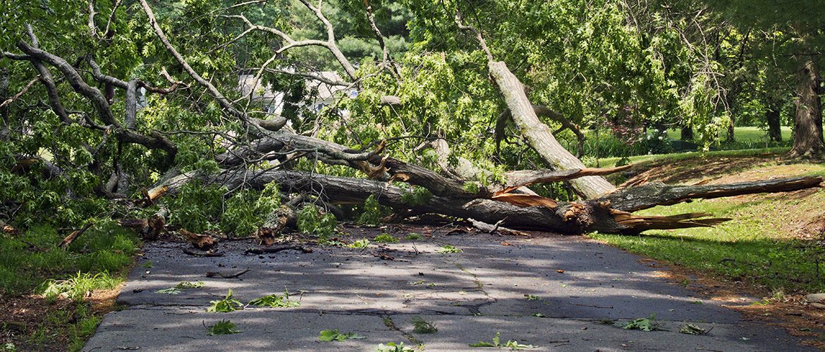 Disaster tree removal