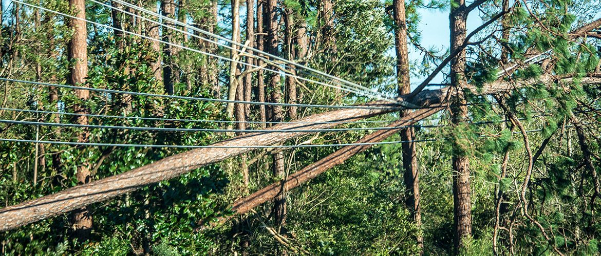 Fallen trees entangled with the power lines after a hurricane