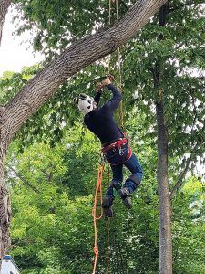 tree climbing skill assessment